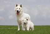 BERGER BLANC SUISSE - ADULTS ET PUPPIES 029